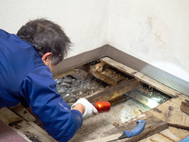 Best Black Mold Remediation in Ontario, CA