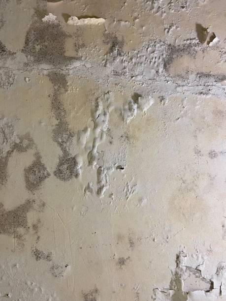 Best Post-Flood Mold Remediation in Ontario, CA